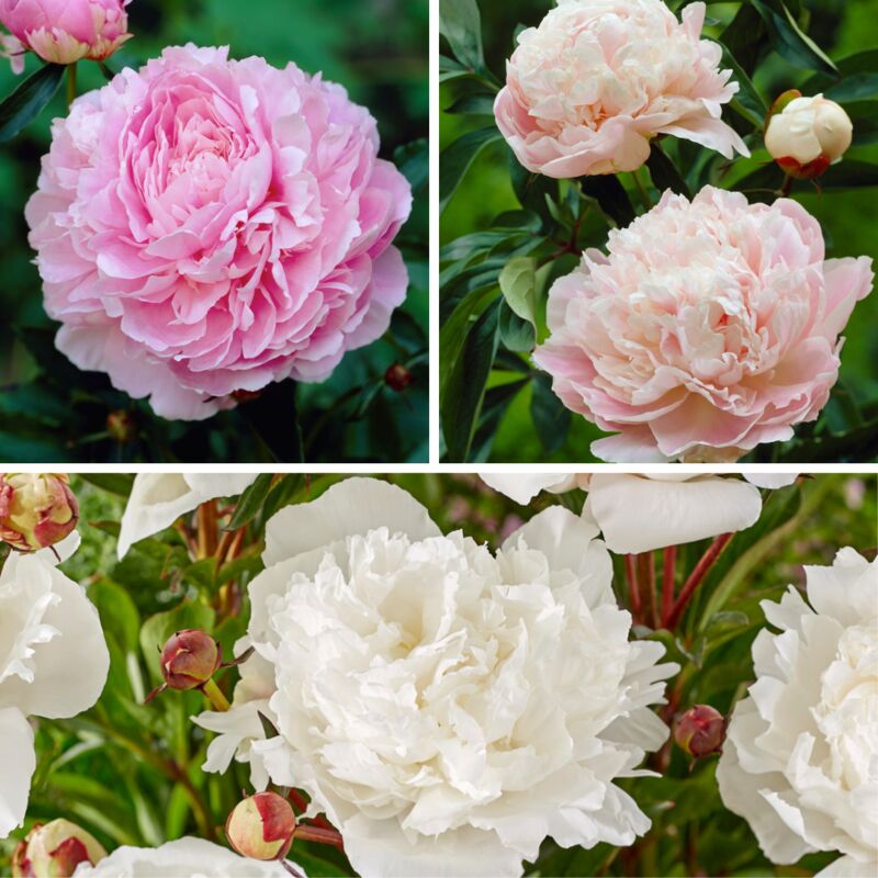 Plant In A Box - Paeonia Rose/Blanc - Lot de 2 - Pivoines - Rose