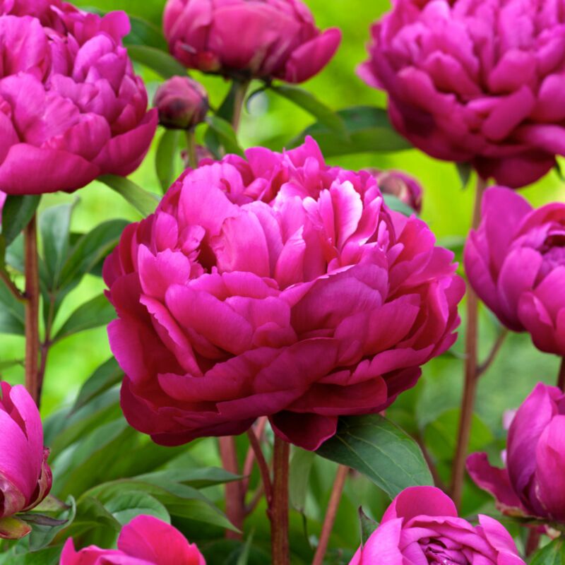Plant In A Box - Paeonia Peony 'Karl Rosenfield' - Lot de 2 - Pivoines - Violet - Rose