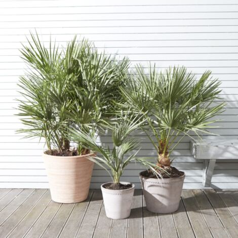 Palma cinese a ventaglio "Chamaerops excelsa" pianta in vaso  8 cm