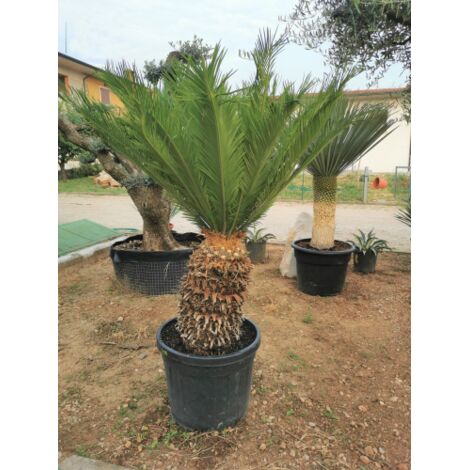Palma giapponese Cicas "Cycas revoluta" pianta in vaso  28 cm
