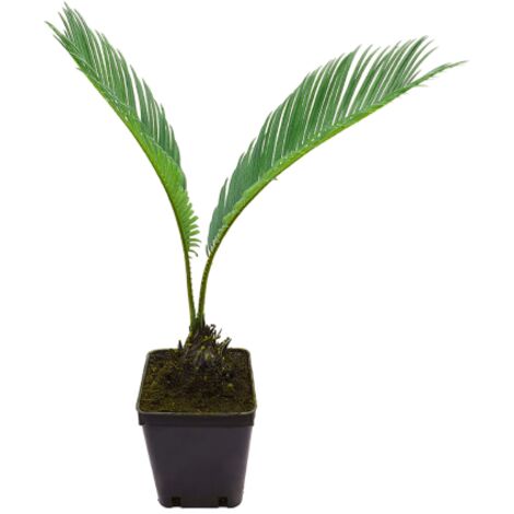 Palma giapponese Cicas "Cycas revoluta" pianta in vaso  9 cm