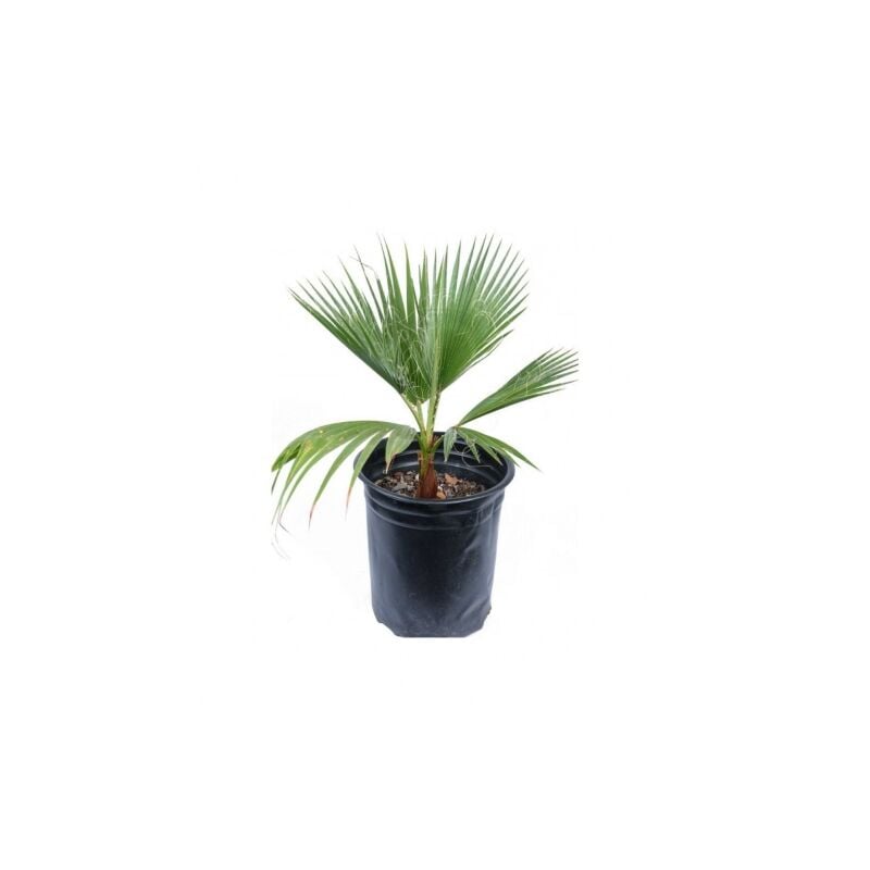 Palma messicana 'Washingtonia robusta' pianta in vaso 9 cm h. 30/40 cm