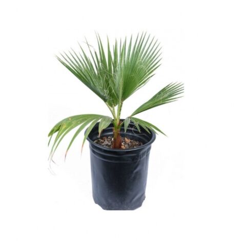 Palma messicana "Washingtonia robusta" pianta in vaso  9 cm h. 20/40 cm