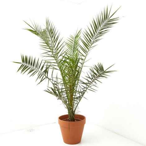 PALMERA CANARIA
