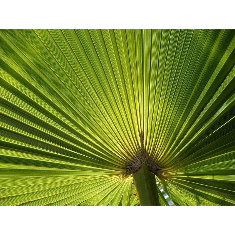 

Roly - Palmera de Palmito Trachycarpus Fortuney. Planta de 30 - 35 Cm.