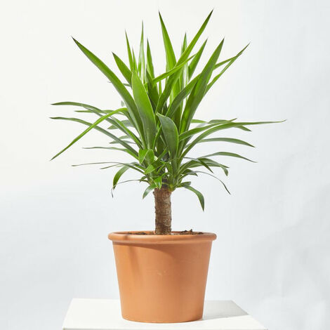 PALMERA YUCCA EXTERIOR - Maceta 5 litros