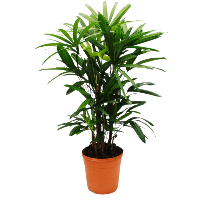 Palmier à boutures - Rhapis excelsa - Palmier bambou - pot 21cm - hauteur 80-100cm