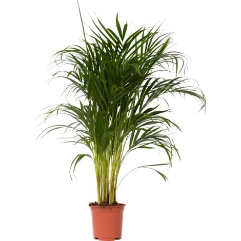 Palmier areca - Dypsis lutescens - Hauteur 100-120cm - ⌀21cm
