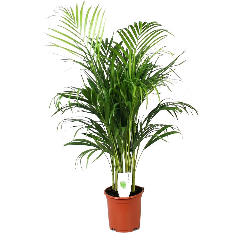 Plant In A Box - Dypsis Lutescens - Areca Palmier D'or - Pot 21cm - Hauteur 100-120cm - Vert