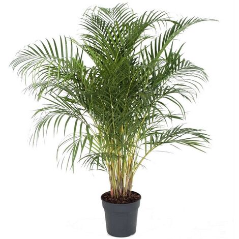 Palmier Areca - pot ⌀27 cm - H. 140-150cm (hauteur pot incluse)