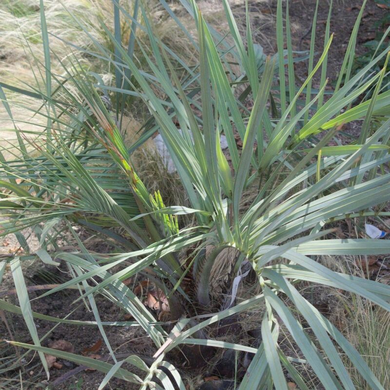 Palmier bleu du Mexique armata | Conditionnement: Pot de 35L - 100/125