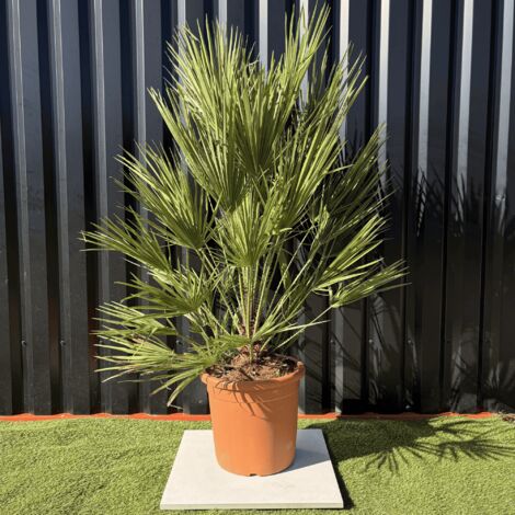 Palmier Chamaerops Humilis, H.160 Cm Pot 30 Litres