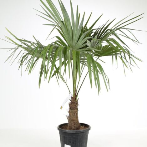 Palmier chanvre Trachycarpus fortunei 20/30cm