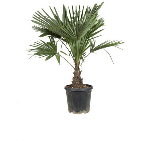 Palmier chanvre  Trachycarpus fortunei 30/40cm