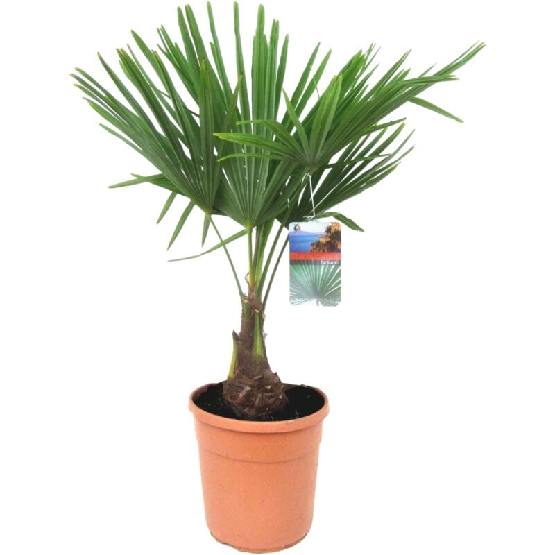 Plant In A Box - Trachycarpus Fortunei - Palmier éventail - Pot 21cm - Hauteur 65-75cm - Vert