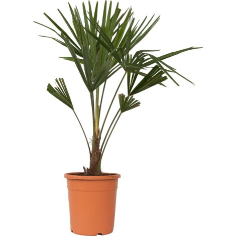 Palmier Chanvre 'Trachycarpus' - pot ⌀21cm - H.60-70cm (hauteur pot incluse)