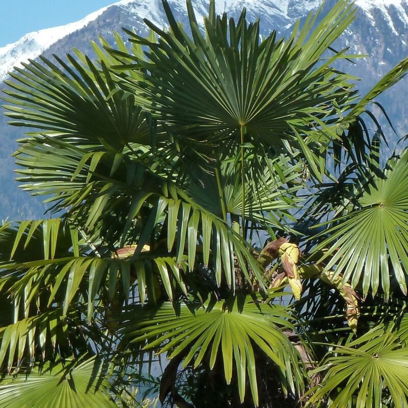 Palmier de Chine fortunei | Conditionnement: Pot de 45 L - Tronc de 60 cm