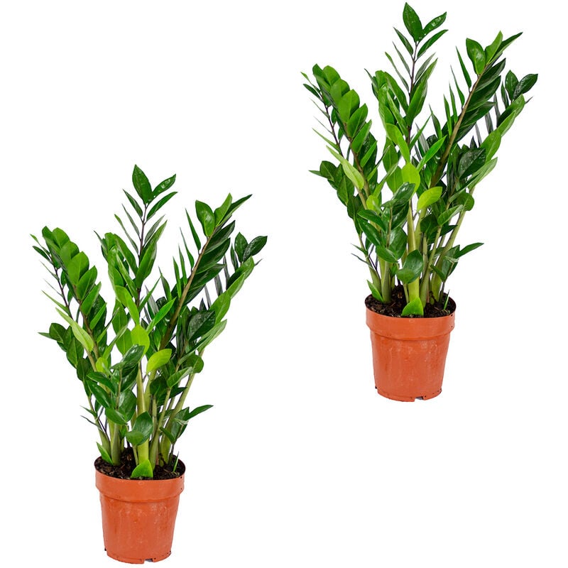 Bloomique - Palmier émeraude par 2 pièces - Zamioculcas - Plante d'intérieur en pot de pépinière ⌀17 cm - Hauteur ↕60 cm