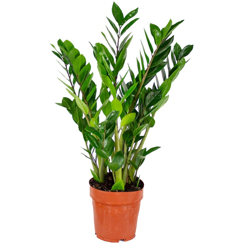 Bloomique - Palmier émeraude - Zamioculcas - Plante d'intérieur en pot de pépinière ⌀17 cm - ↕60 cm - Green