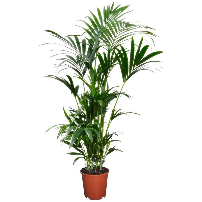 Plant In A Box - Palmier Kentia - Howea Forsteriana - Pot 18cm - Hauteur 90-100cm - Vert