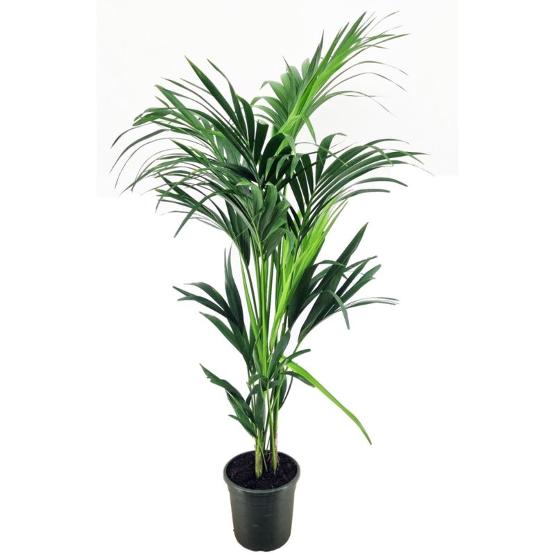Plant In A Box - Howea forsteriana - Kentia - Pot 21cm - Hauteur 130-140cm - Vert