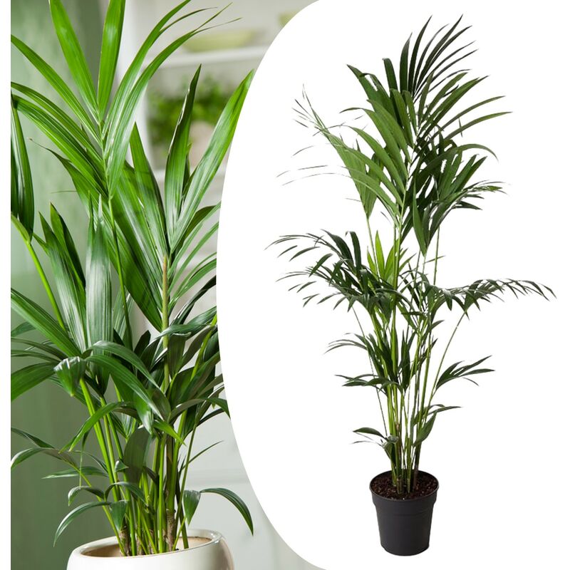 Plant In A Box - Howea forsteriana - Kentia - Palmier xl - Pot 24cm - Hauteur 150-170cm - Vert