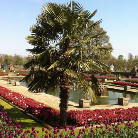 Palmier miniature de Chusan wagnerianus | Pot de 35 L