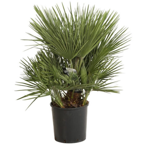 Palmier nain  Chamaerops humilis Pot 10L