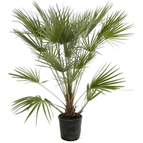 Palmier nain Chamaerops humilis Pot 7L