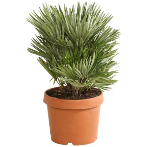 Palmier nain 'Siciliana'  Chamaerops humilis 'Siciliana' Pot 26cm
