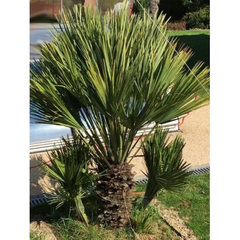 Palmier nain 'Vulcano' Pot de 4L/5L