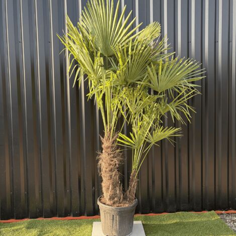Palmier Trachycarpus Fortunei Multi Troncs, H.180 Cm Pot 45 Litres