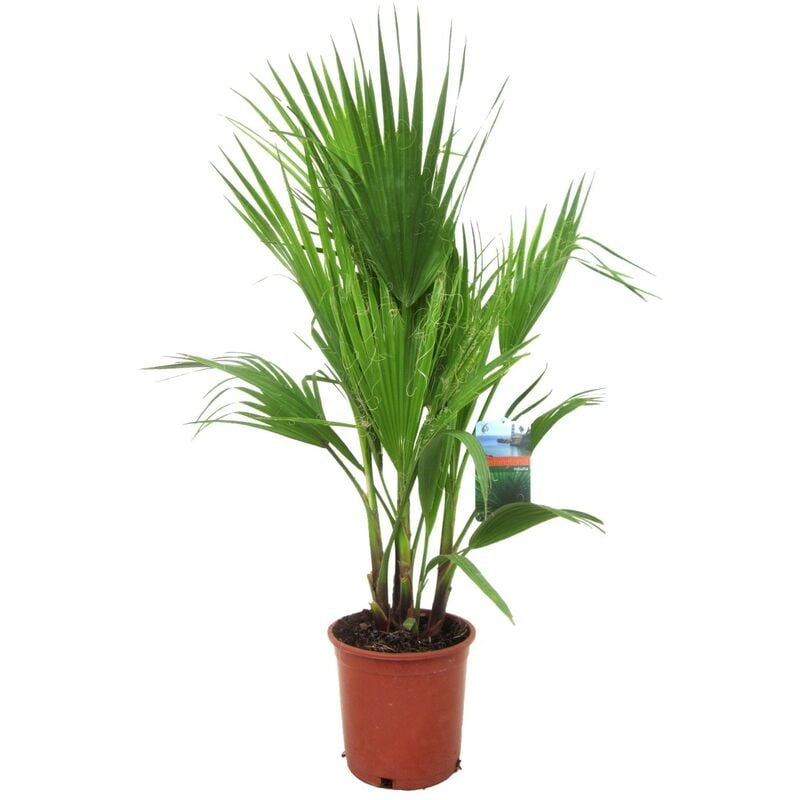 Plant In A Box - Washingtonia Robusta - Palmier éventail - Pot 21cm - Hauteur 70-90cm - Vert