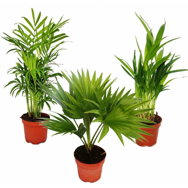 Palmiers de chambre - Lot de 3 - Palmier des montagnes (Chamaedorea) - Palmier éventail (Livistona) - Areca (Palmier aux fruits d'or)