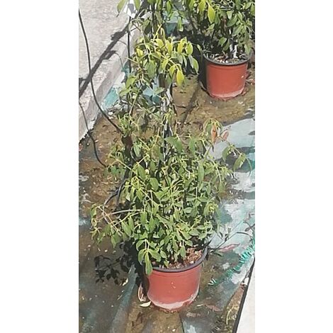 Pandorea Jasminoides Rosea v13