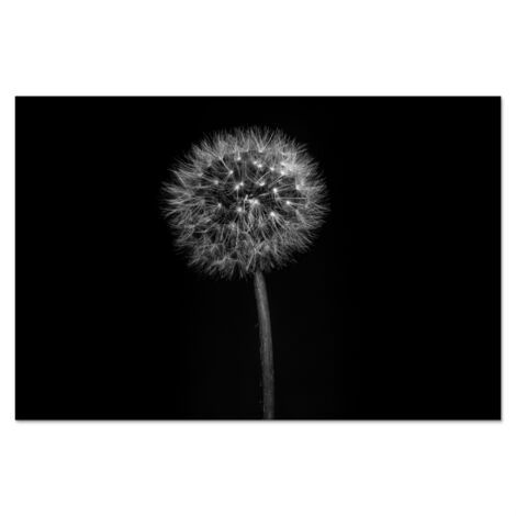 PANEL ANTISALPICADURAS COCINA Diente de león - Negro - Floral - Botánico 90x60