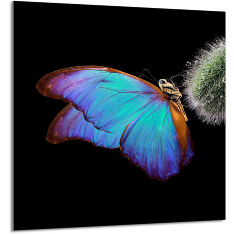 PANEL DE VIDRIO PARA COCINA 60x65 Mariposa