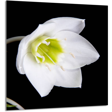 PANEL DE VIDRIO PARA COCINA 60x65 Orquídea