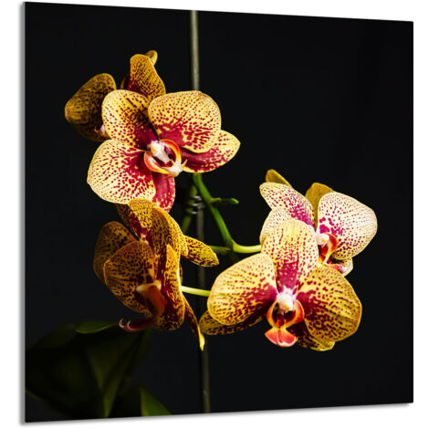 PANEL DE VIDRIO PARA COCINA 60x65 Orquídea