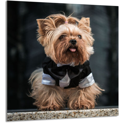 PANEL DE VIDRIO PARA COCINA 60x65 Perro