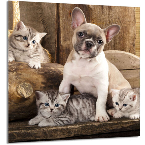 PANEL DE VIDRIO PARA COCINA 60x65 Perro