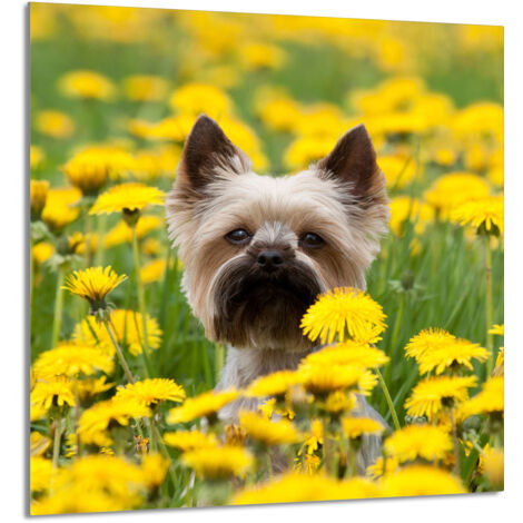 PANEL DE VIDRIO PARA COCINA 60x65 Perro