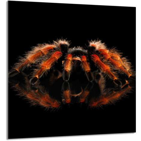 PANEL DE VIDRIO PARA COCINA 60x65 Spider