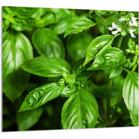 PANEL DE VIDRIO PARA COCINA 65x60 Albahaca