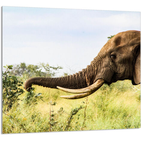 PANEL DE VIDRIO PARA COCINA 65x60 Elefante