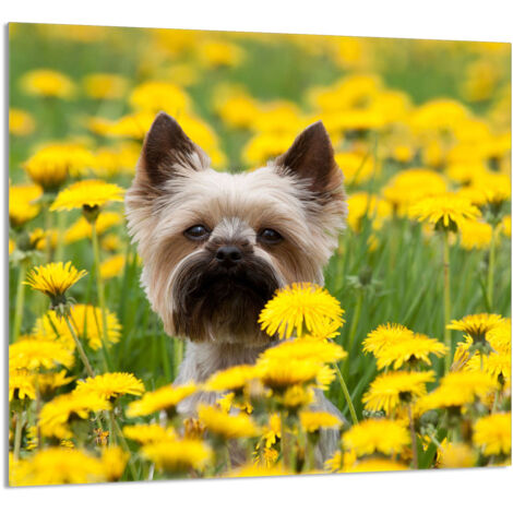 PANEL DE VIDRIO PARA COCINA 65x60 Perro