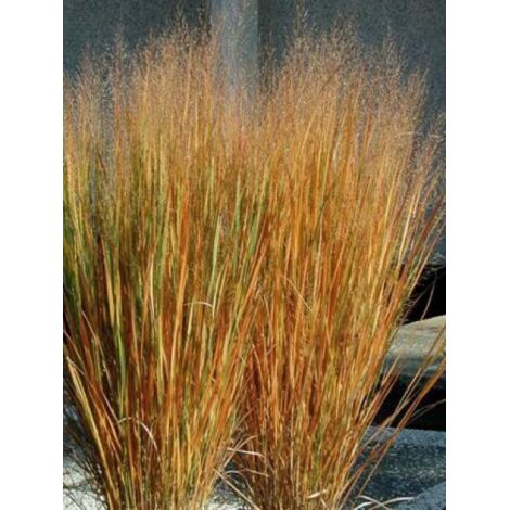 Panic effilé 'Northwind' Godet de 8/9 cm
