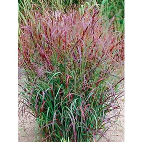 Panic effilé 'Prairie Sky' Godet de 8/9 cm