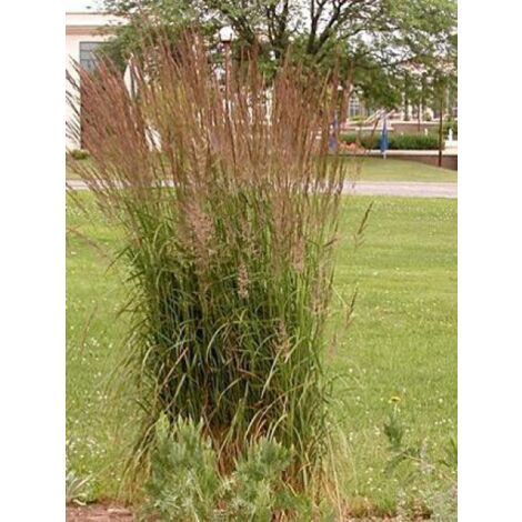 Panic effilé 'Shenandoah' Pot de 2L/3L