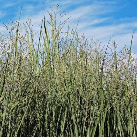 Panic érigé Heavy Metal' - Panicum virgatum Heavy Metal' godet 9cm